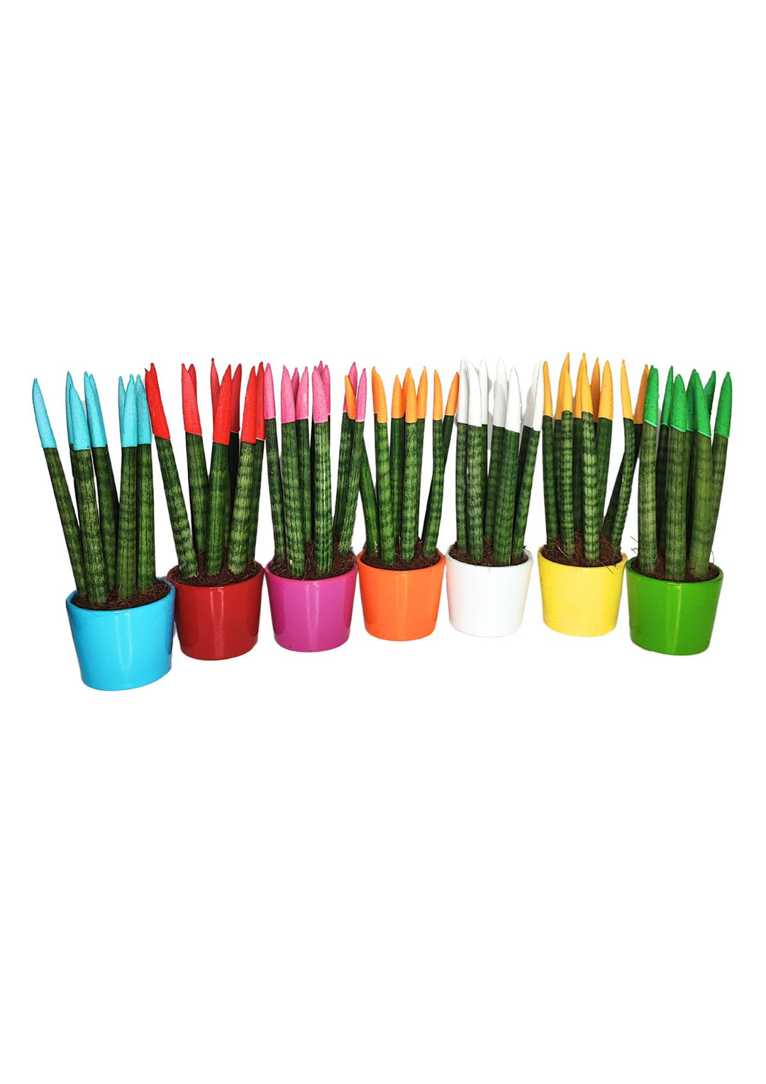 Set di 7 Sansevieria Velvet Touch Mini in Vaso di Ceramica