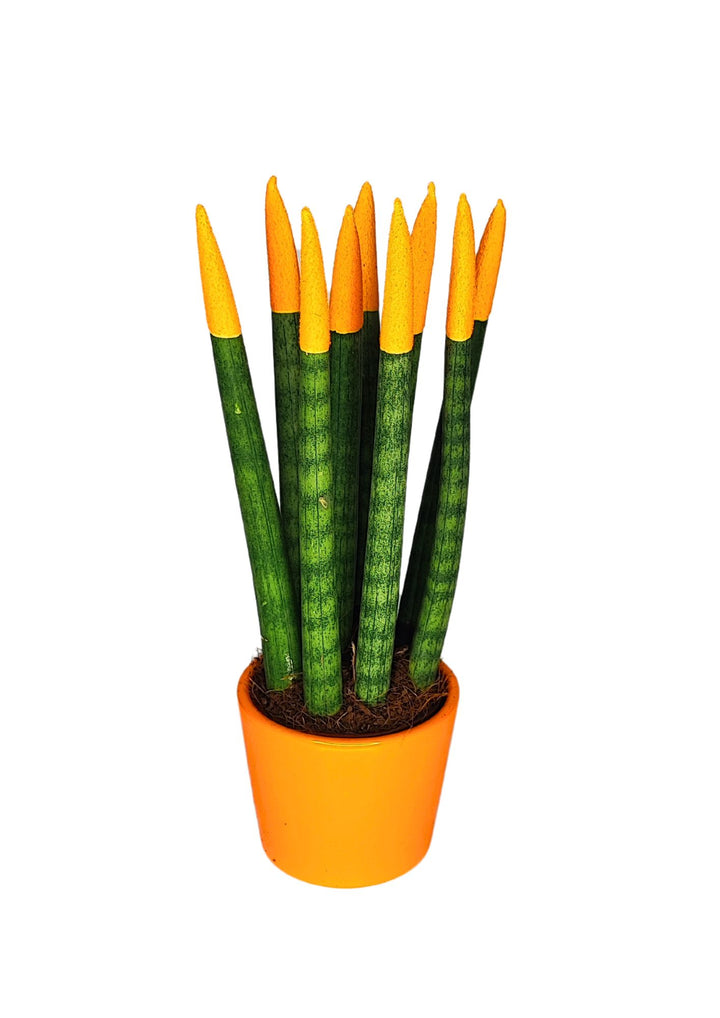 Set di 7 Sansevieria Velvet Touch Mini in Vaso di Ceramica