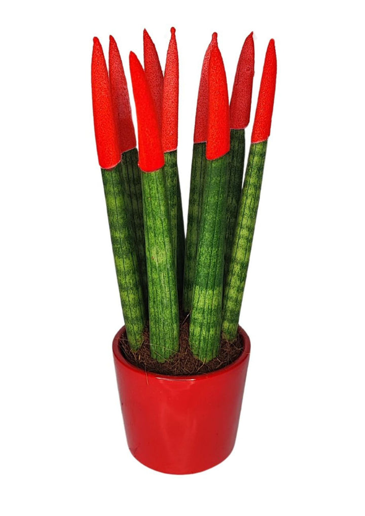 Set di 7 Sansevieria Velvet Touch Mini in Vaso di Ceramica