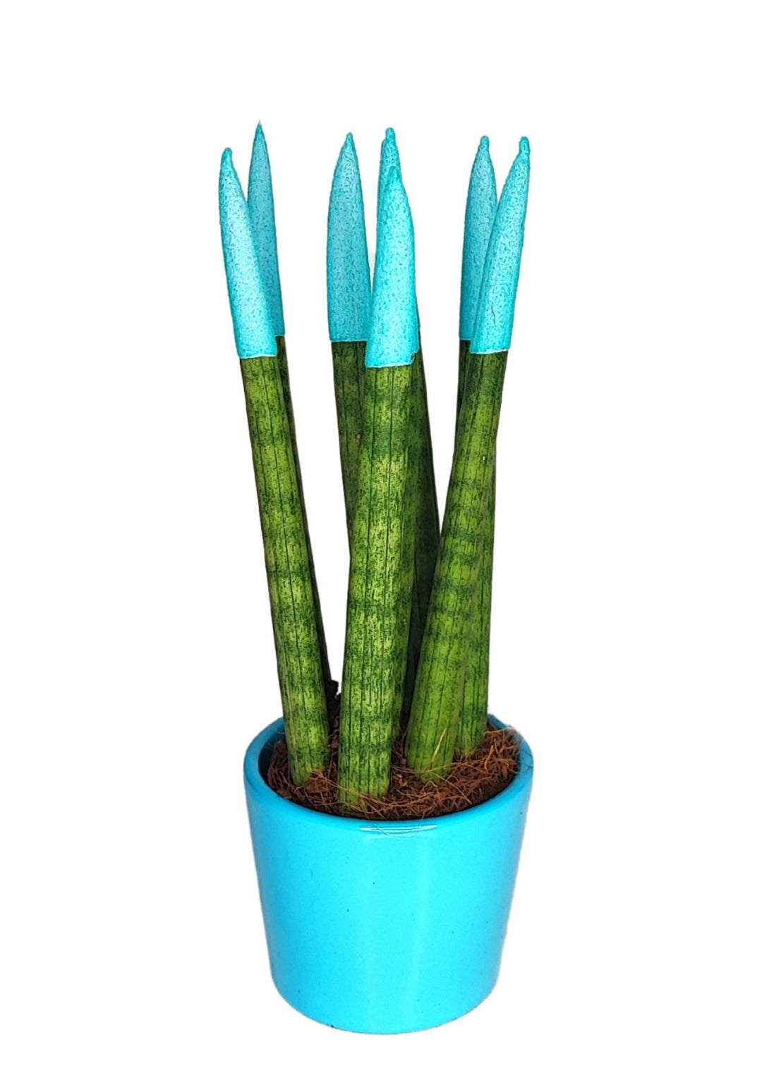 Set di 7 Sansevieria Velvet Touch Mini in Vaso di Ceramica