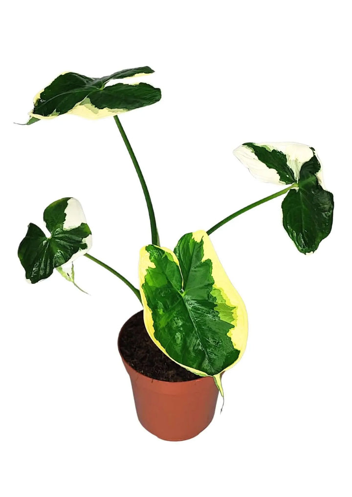 Alocasia 'Mickey Mouse' - Altezza Pianta 35 cm, Vaso Diametro 14 cm - i Giardini di Giulia