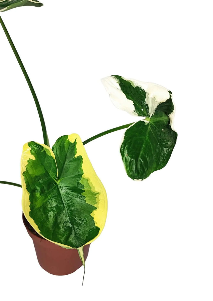 Dettaglio ravvicinato della foglia di Alocasia Mickey Mouse con marcate variegature bianche e verdi.

