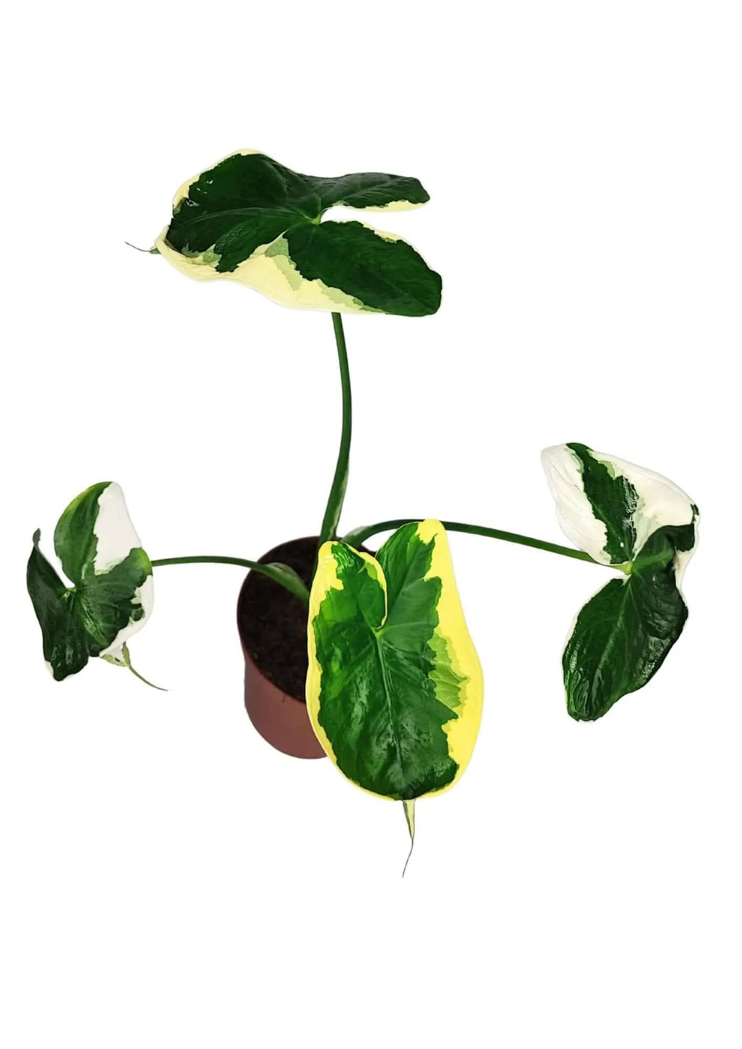 Vista dall’alto dell’Alocasia Mickey Mouse che mostra la disposizione irregolare delle foglie variegate.