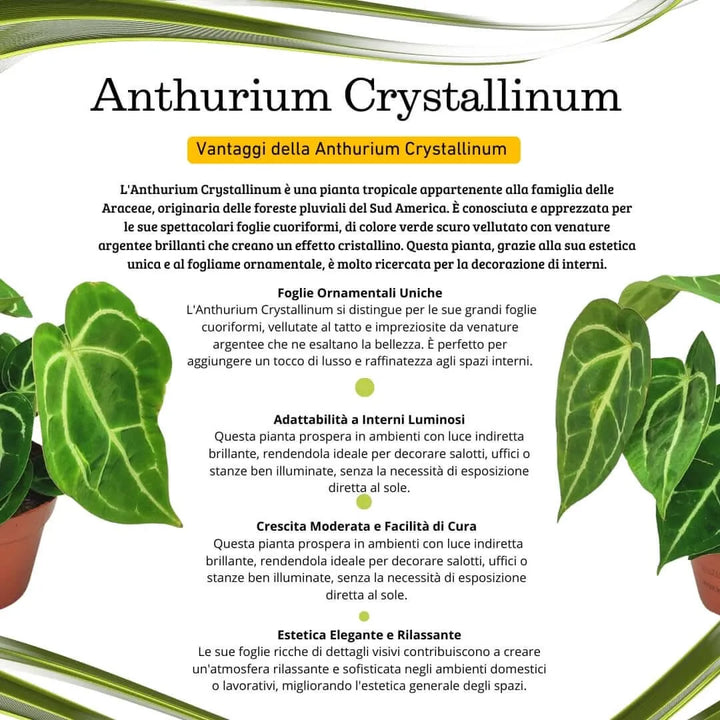 Anthurium Crystallinum altezza pianta 25 cm diametro vaso 12 cm - i Giardini di Giulia
