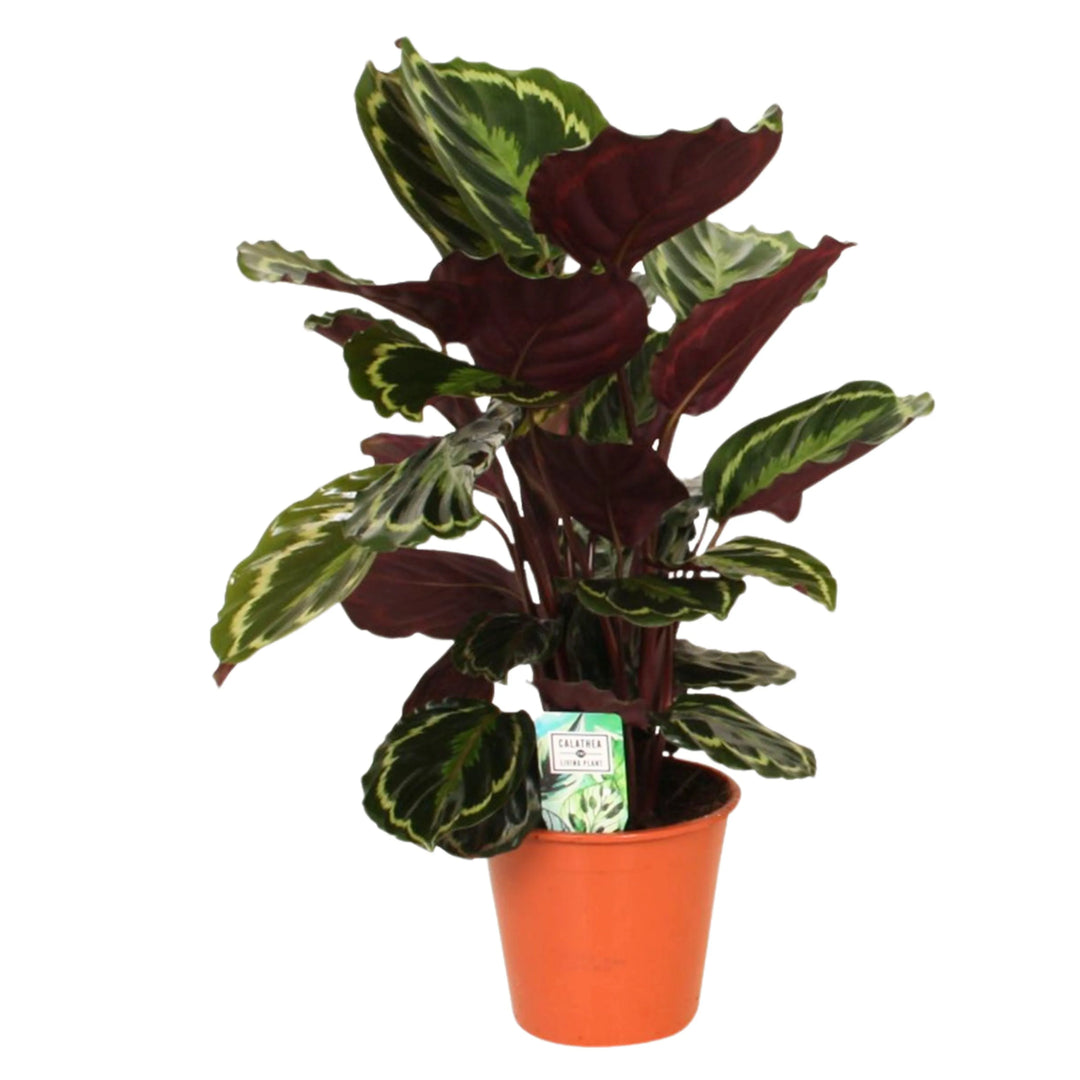 Calathea Medallion in vaso da 19 cm con foglie verdi e viola

