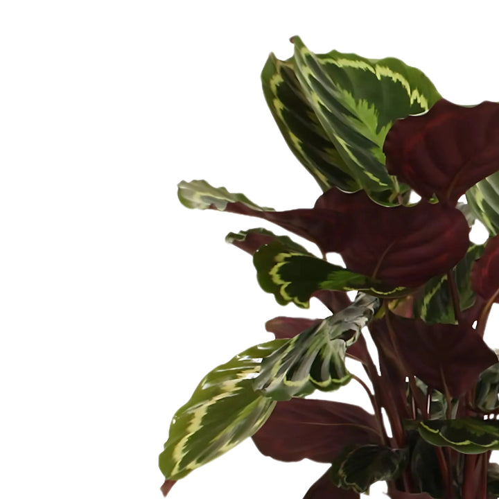 Dettaglio delle foglie variegate di Calathea Medallion

