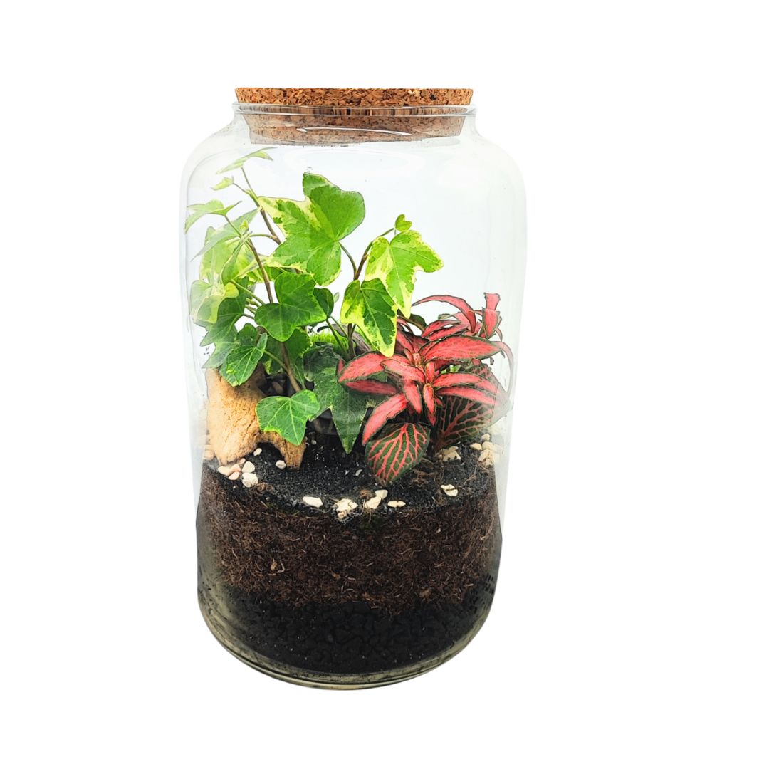 Terrarium Esotico Mini Giardino 015A - i Giardini di Giulia  