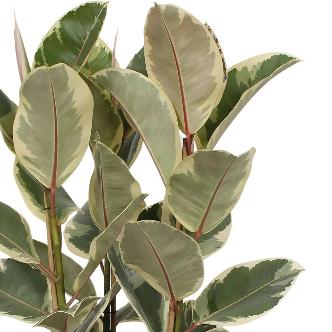 Dettaglio foglie variegate del Ficus Elastica Tineke con margini crema