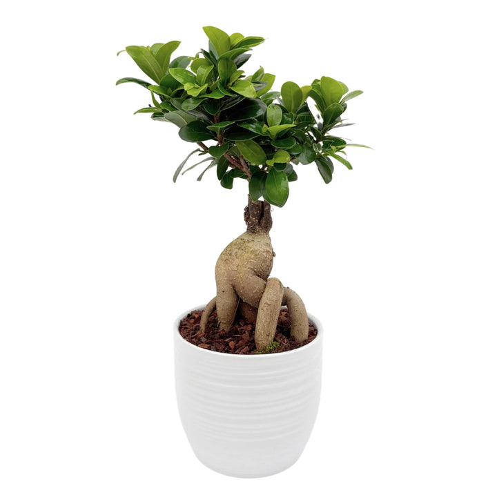 Bonsai Ficus Ginseng completo con vaso bianco Bergamo dal design minimale


