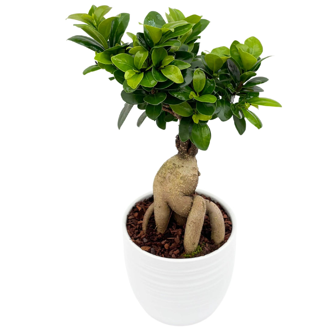 Vista laterale del Bonsai Ficus Ginseng con radici aeree in vaso Bergamo



