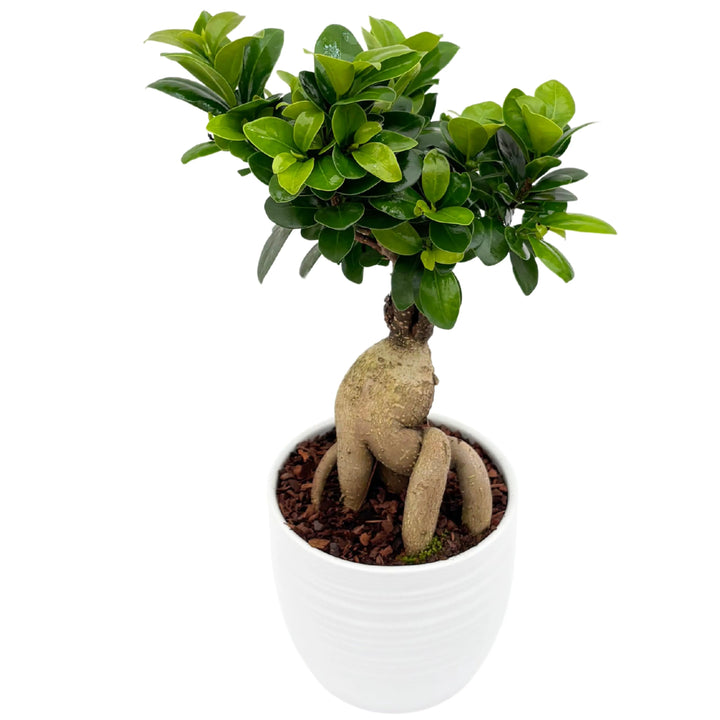 Vista laterale del Bonsai Ficus Ginseng con radici aeree in vaso Bergamo


