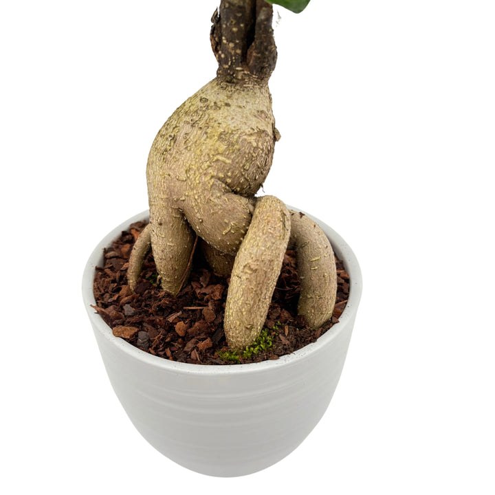 Dettaglio delle radici scultoree del Bonsai Ficus Ginseng in vaso Bergamo bianco


