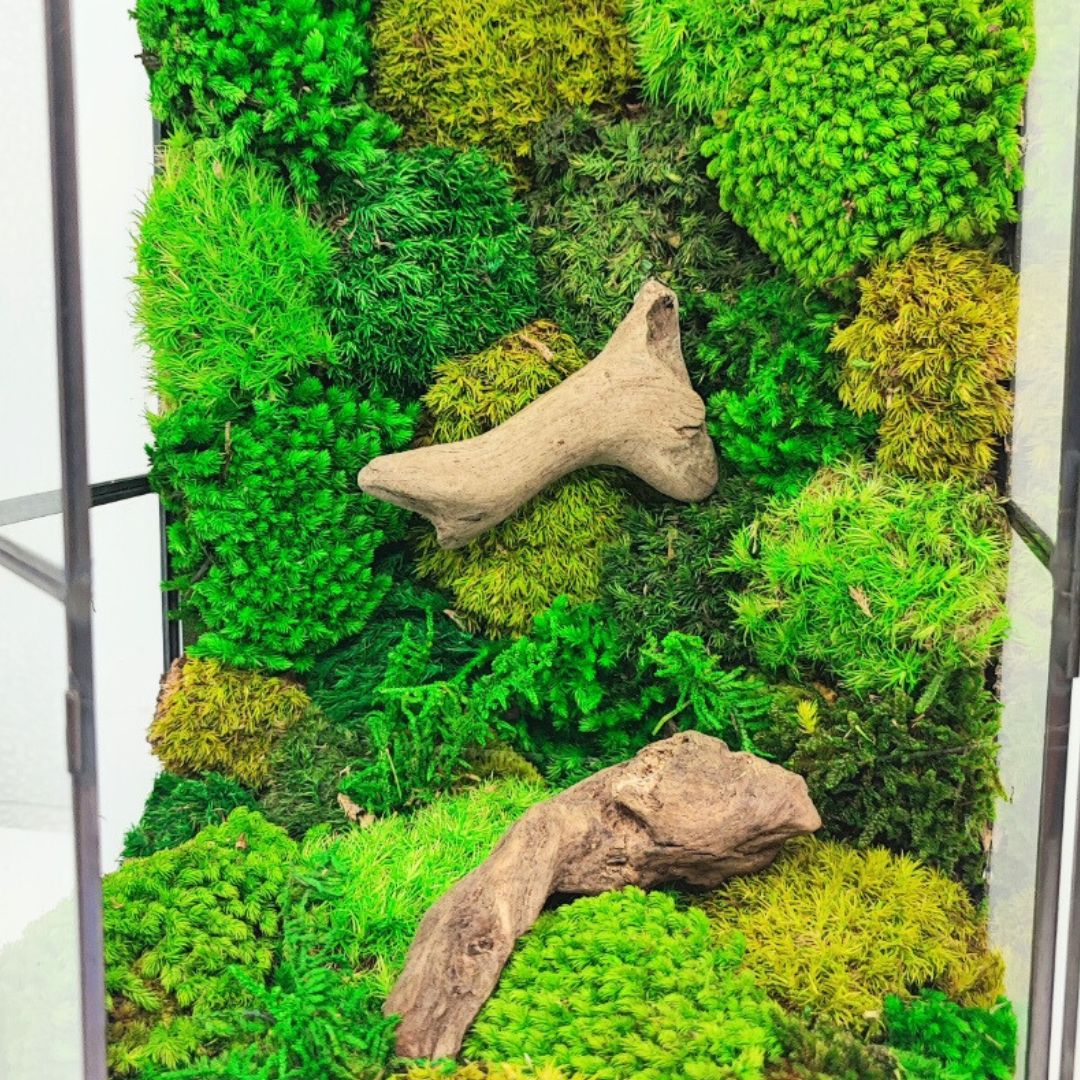 terrarium-in-vetro-con-muschio-stabilizzato-design-naturale-da-interno