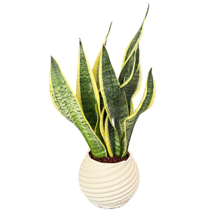 Sansevieria Laurentii - Altezza Pianta 35 cm, Vaso di Ceramica 'Boston' Diametro 13 cm - i Giardini di Giulia  