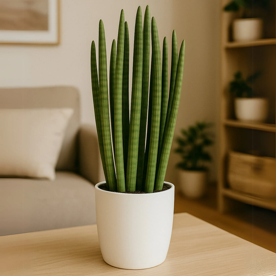Sansevieria Cylindrica Candle - Altezza Pianta 65 cm, Vaso di Ceramica Diametro 20 cm - i Giardini di Giulia  