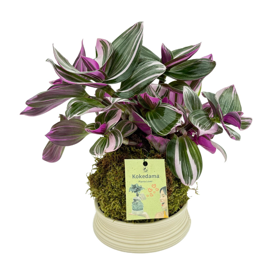 Tradescantia Zebrina in Kokedama altezza pianta 25 cm diametro 13 cm - i Giardini di Giulia  