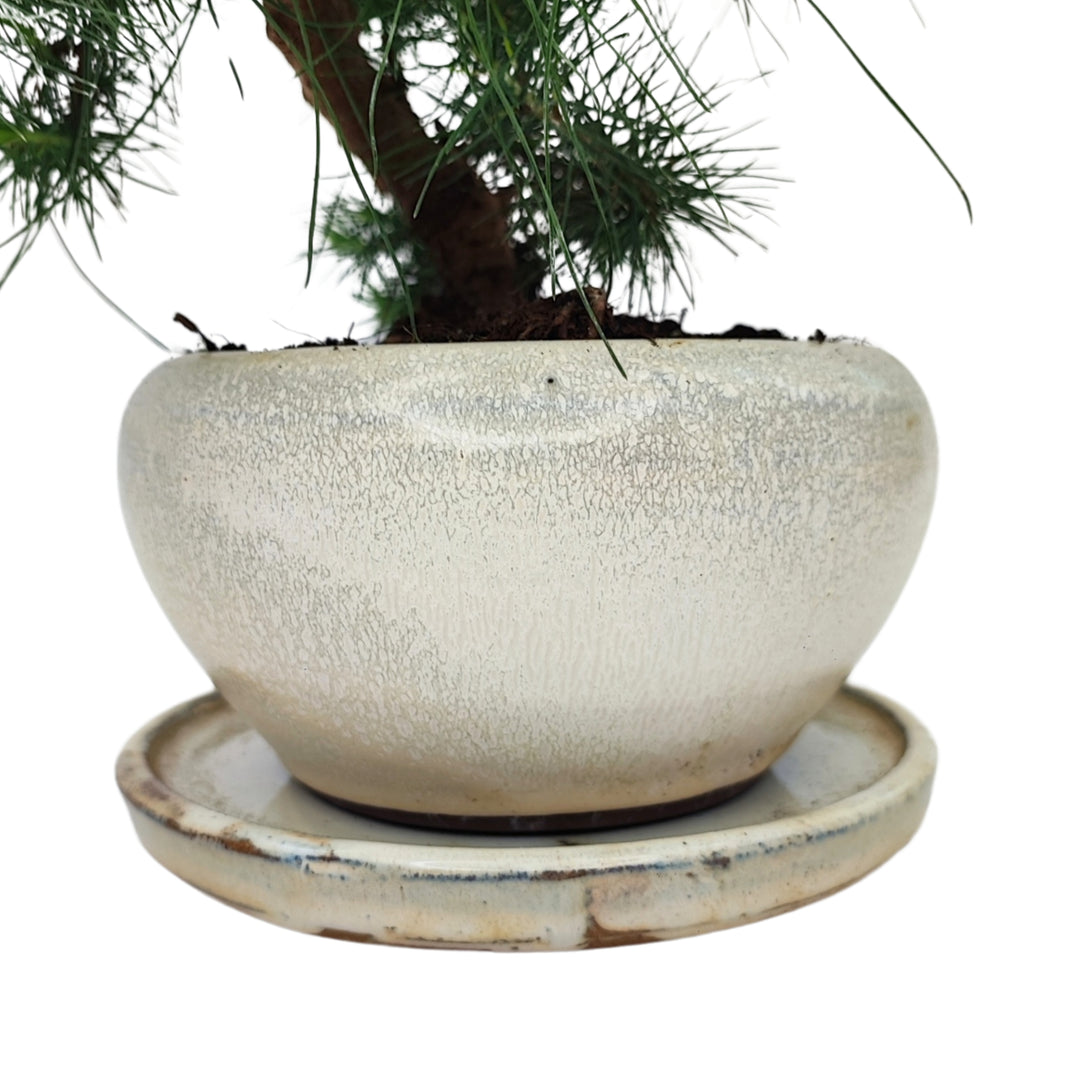 Bonsai 9 anni Pinus halepensis - i Giardini di Giulia  