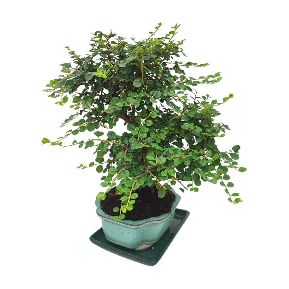 Bonsai Cotoneaster Horizontalis 10 Anni - Collezione Premium - i Giardini di Giulia  