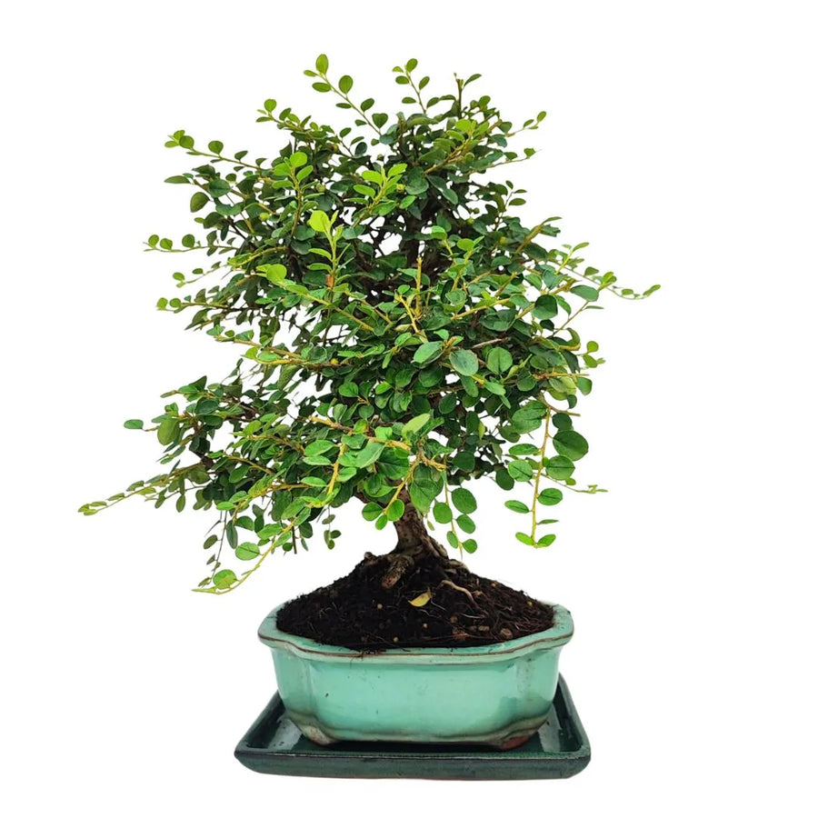 Bonsai Cotoneaster Horizontalis 10 Anni - Collezione Premium - i Giardini di Giulia  