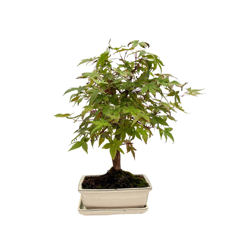 Bonsai Acer Palmatum 13 Anni - Collezione Premium - i Giardini di Giulia  