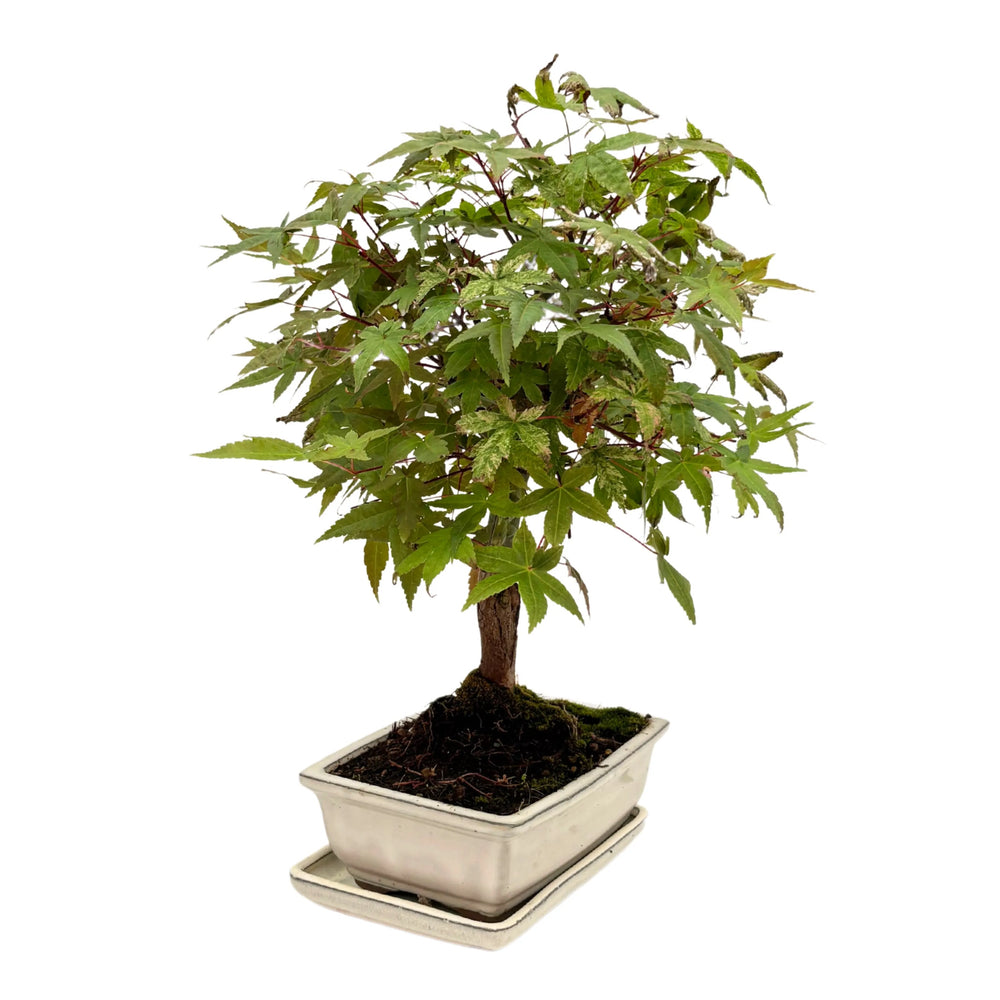 Bonsai Acer Palmatum 13 Anni - Collezione Premium - i Giardini di Giulia  