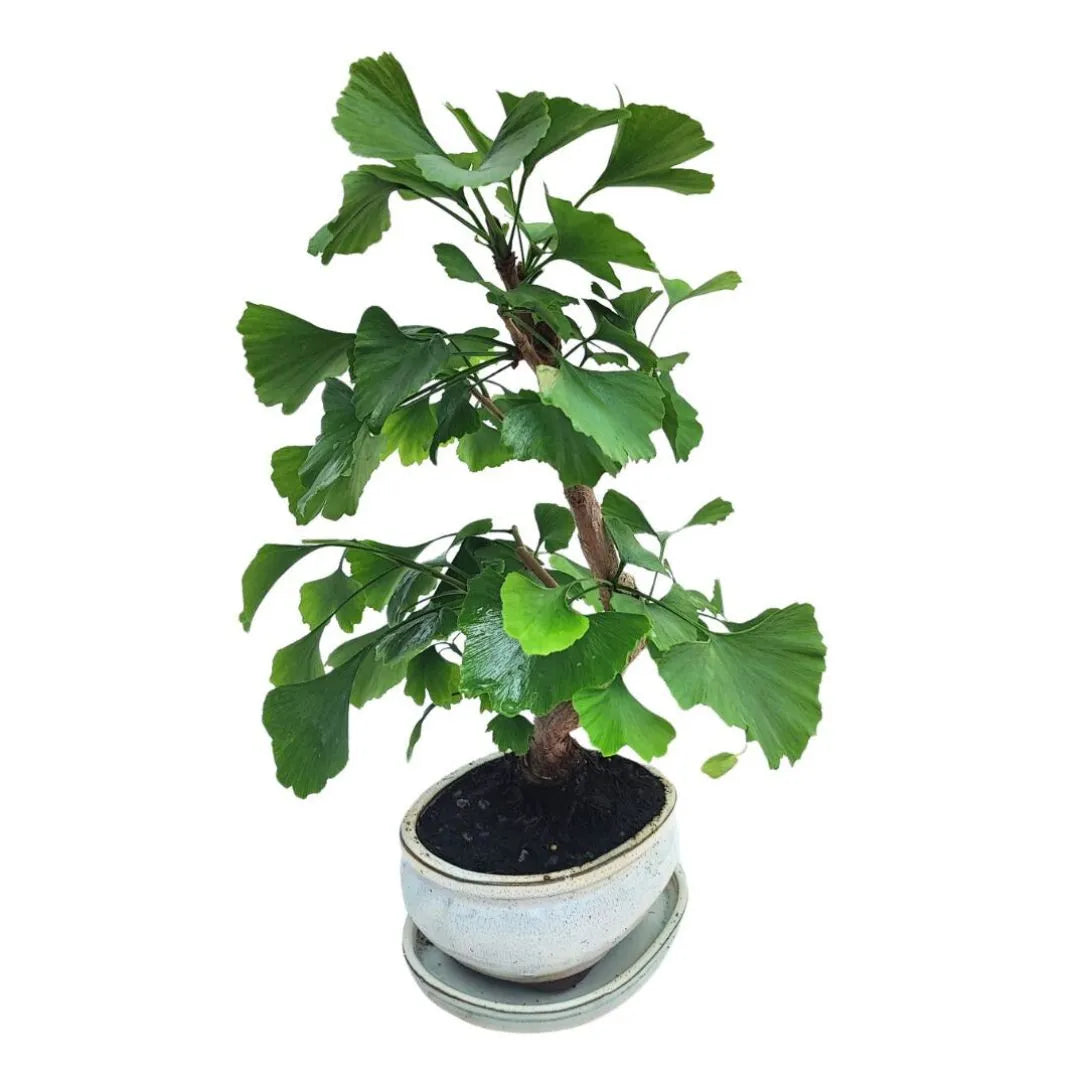 Bonsai Ginkgo Biloba 8 Anni - Collezione Premium - i Giardini di Giulia  