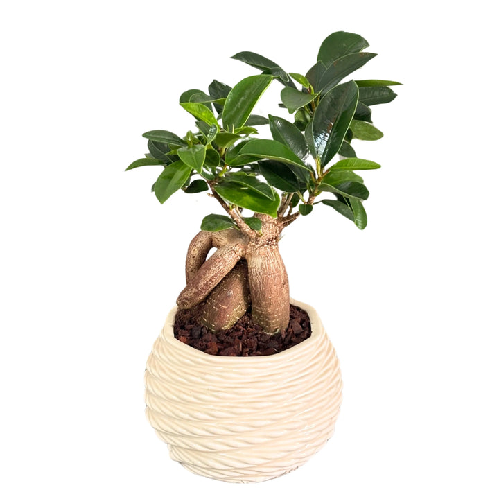 Bonsai ficus ginseng in vaso carina con scatola regalo