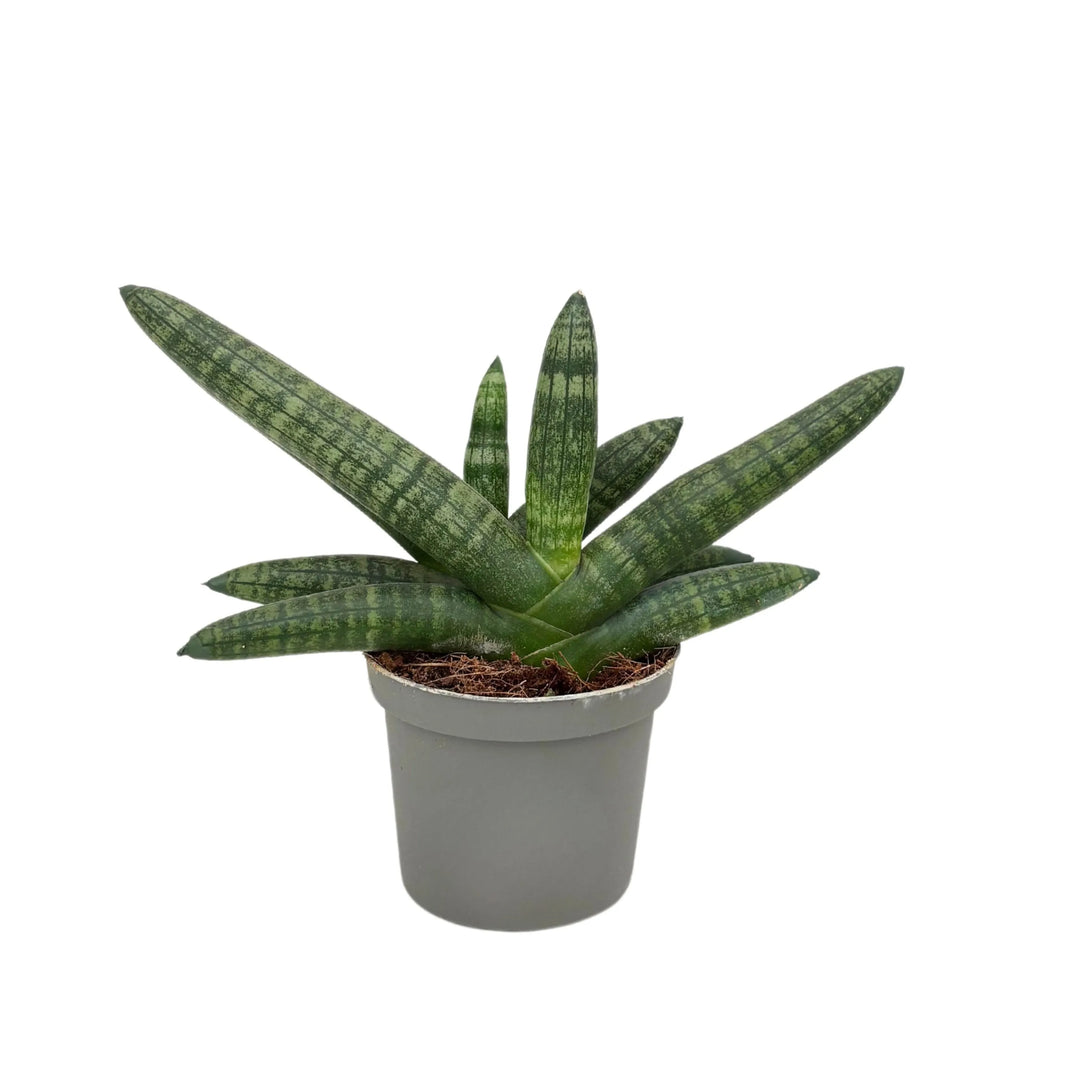 Sansevieria Cylindrica Boncel D. 9 cm H. 15 cm - i Giardini di Giulia  