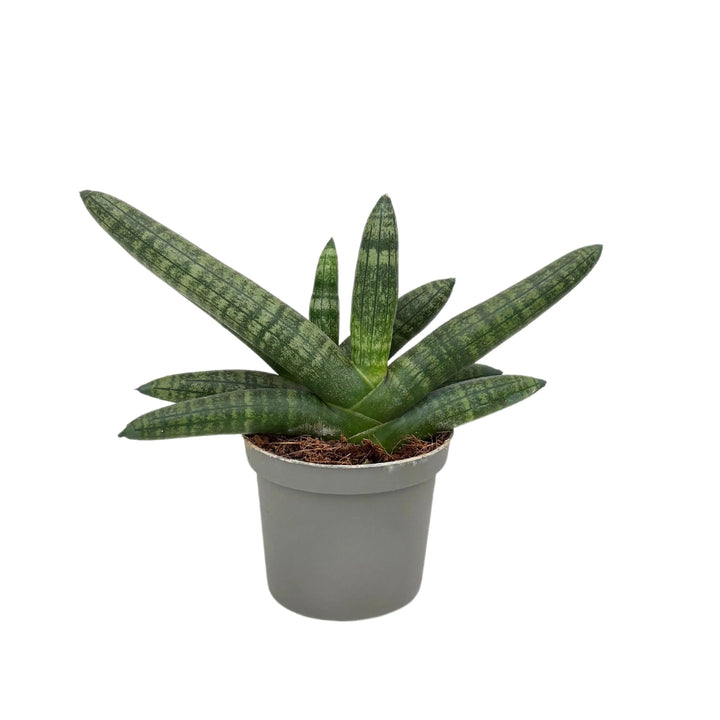 Sansevieria Cylindrica Boncel D. 9 cm H. 15 cm - i Giardini di Giulia  