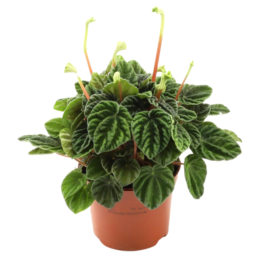 Peperomia 'Lilian' D. 12 CM SO - i Giardini di Giulia  