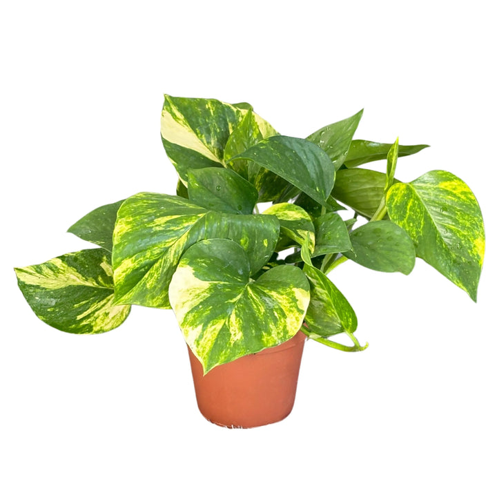 Set di 3 pothos scindapsus aurea D. 12 cm H. 27 cm - i Giardini di Giulia  