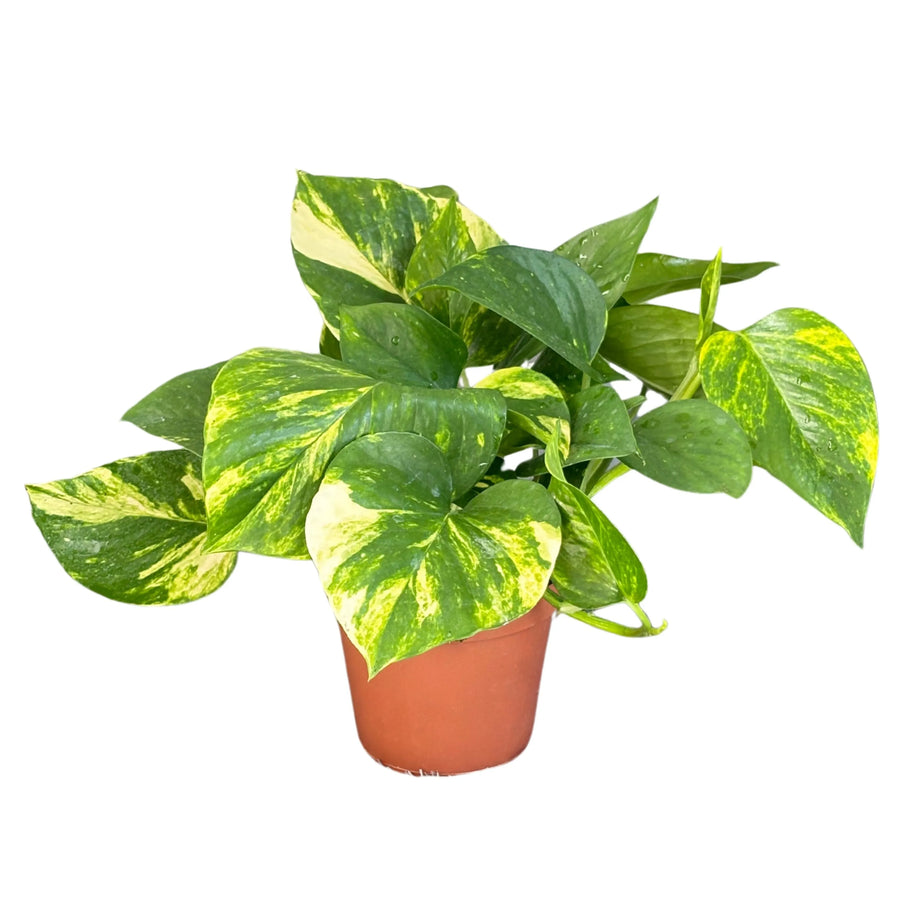 Set di 3 pothos scindapsus aurea D. 12 cm H. 27 cm - i Giardini di Giulia  