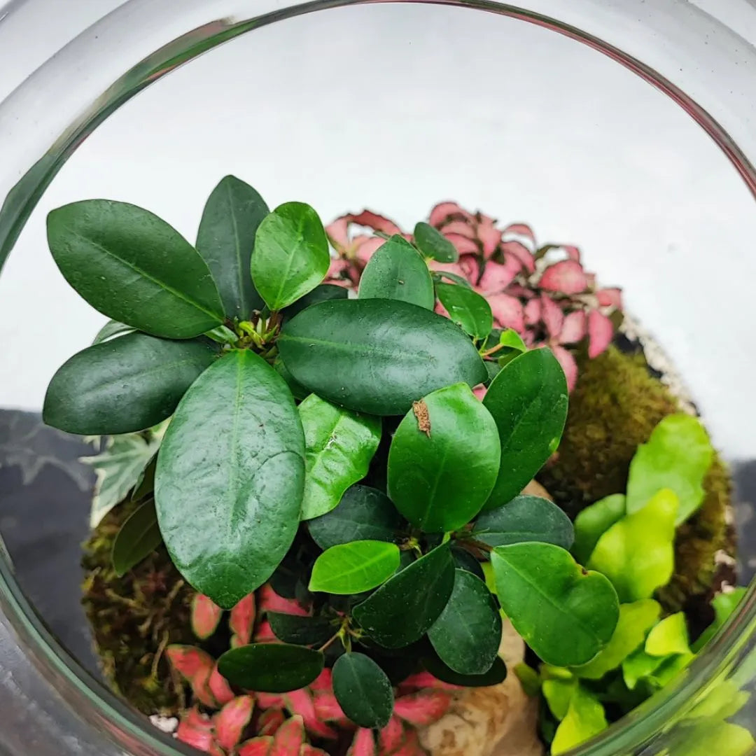 Terrarium Eli con piante verdi - i Giardini di Giulia 