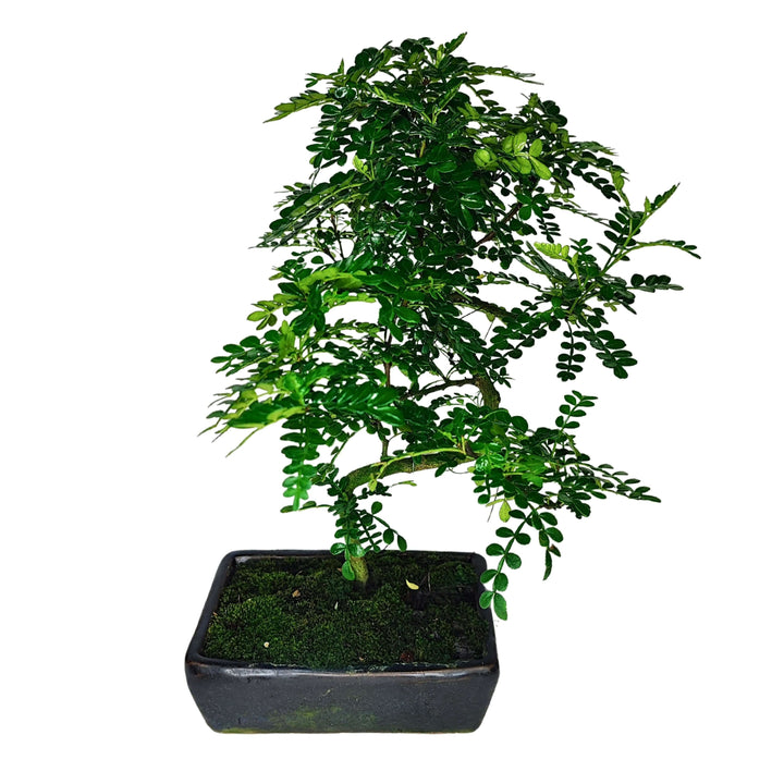 Bonsai Pepper S-Shape - Altezza Pianta 40 cm, Vaso di Ceramica 18x13 cm