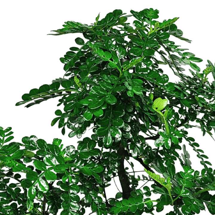 Bonsai Pepper S-Shape - Altezza Pianta 40 cm, Vaso di Ceramica 18x13 cm