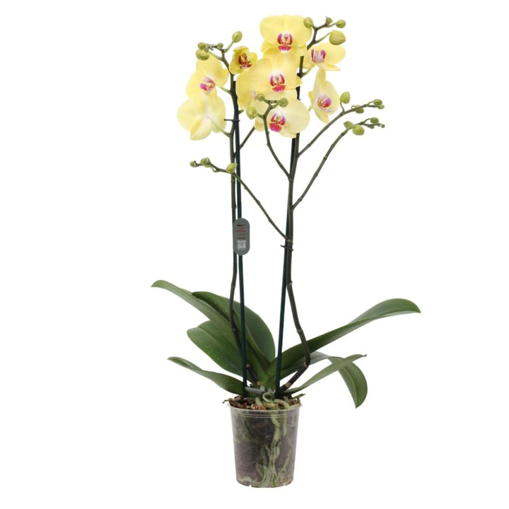 Orchidea phalaenopsis gialla