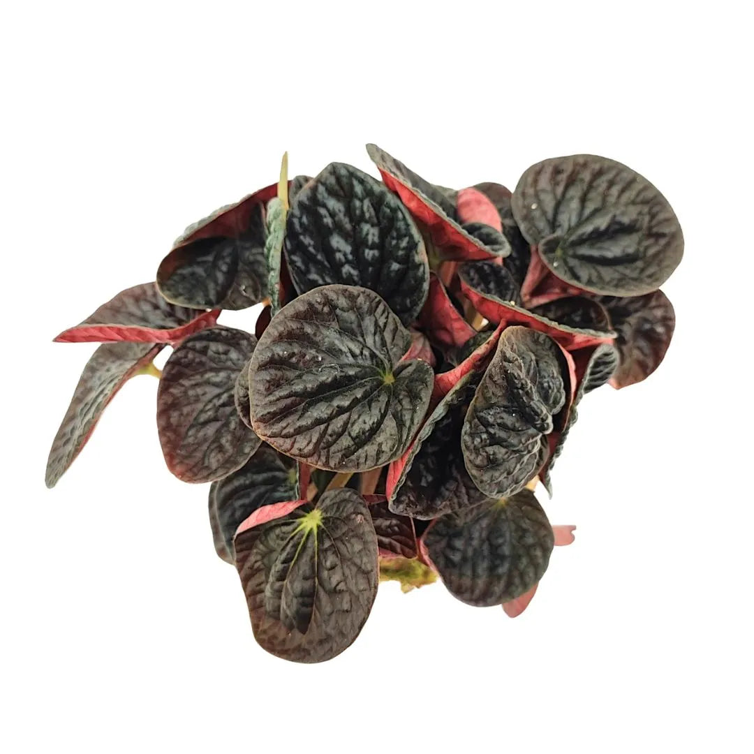 Kokedama di peperomia chocolat - i Giardini di Giulia 