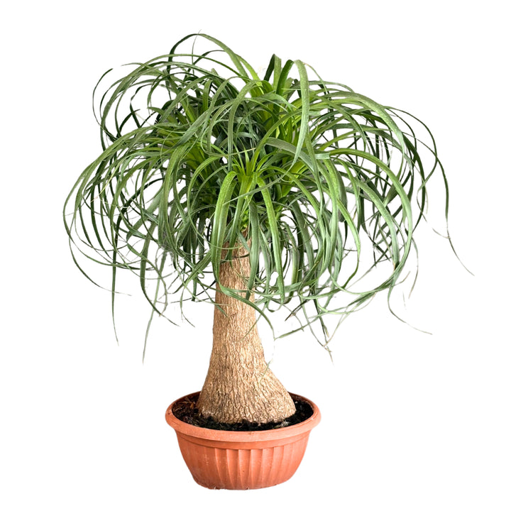 Beaucarnea (Mangiafumo) D. 20 cm H. 55 cm