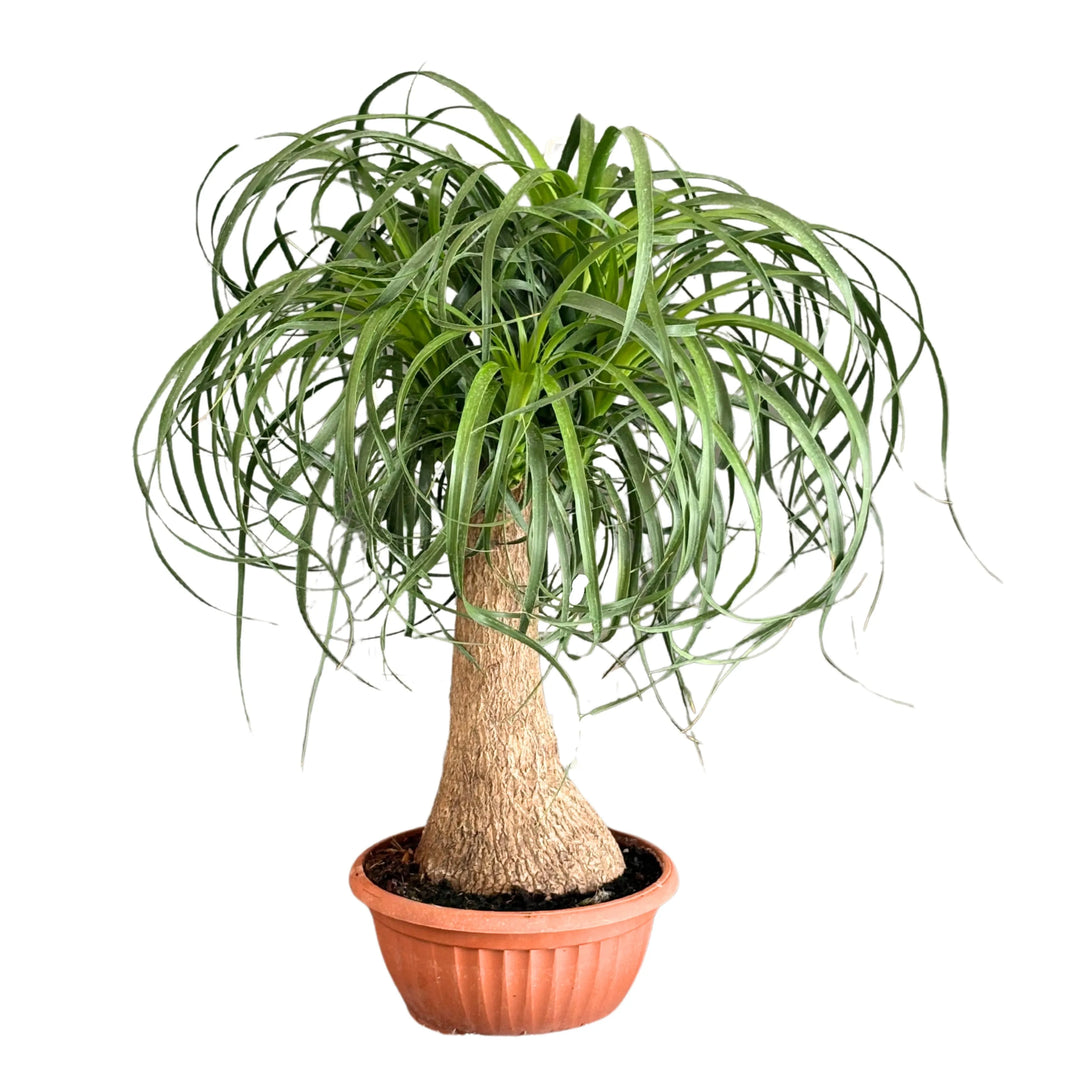 Beaucarnea (Mangiafumo) altezza 55 cm - i Giardini di Giulia 