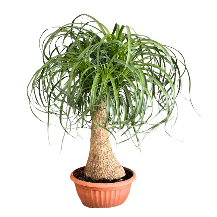 Beaucarnea (Mangiafumo) altezza 55 cm - i Giardini di Giulia 