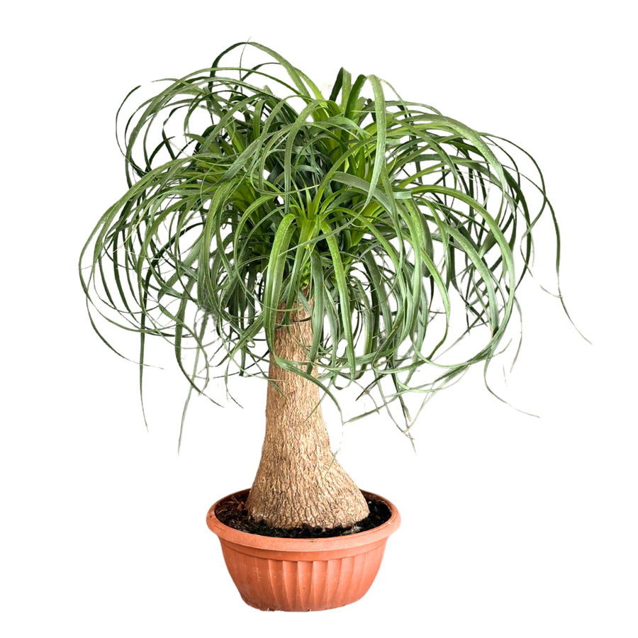 Beaucarnea (Mangiafumo) altezza 55 cm - i Giardini di Giulia 