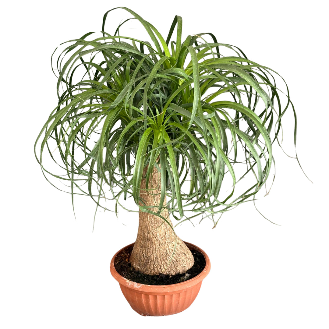 Beaucarnea (Mangiafumo) D. 20 cm H. 55 cm