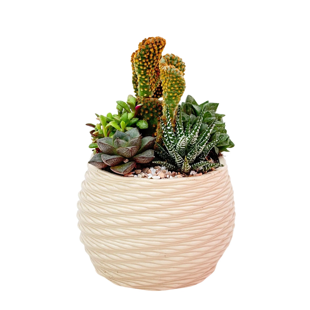 Composizione DesertiKa CARINA d. 14