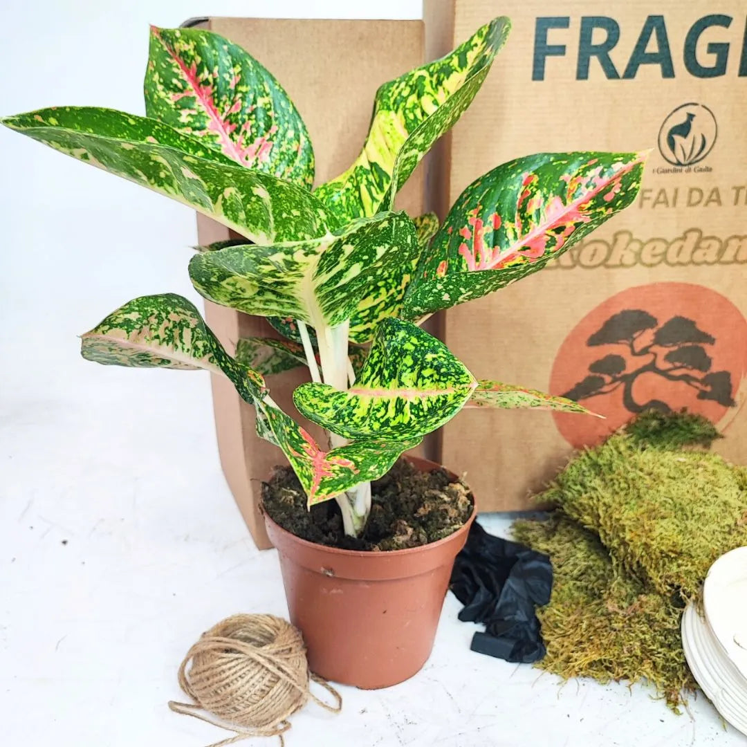 Kit Kokedama Fai da te Aglaonema Red Uniame Tutto incluso