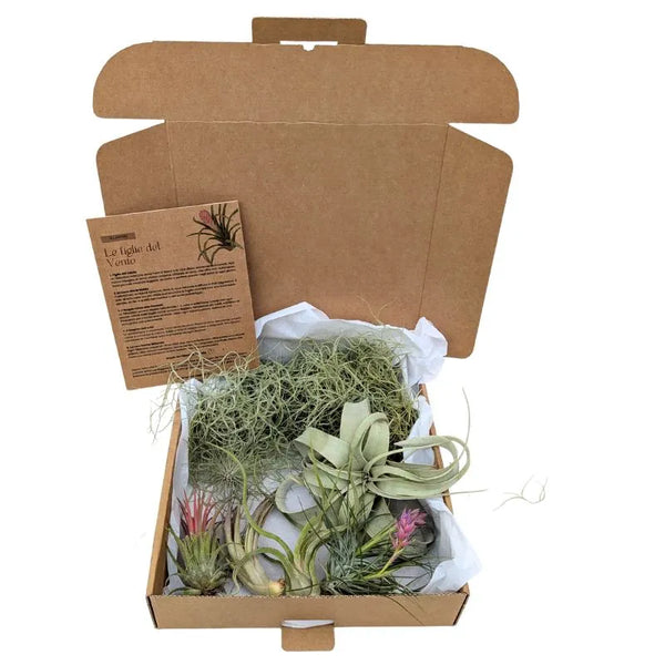 Set Tillandsie Premium – XL