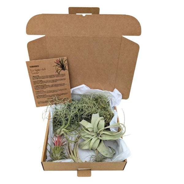 Set Tillandsie Premium – L