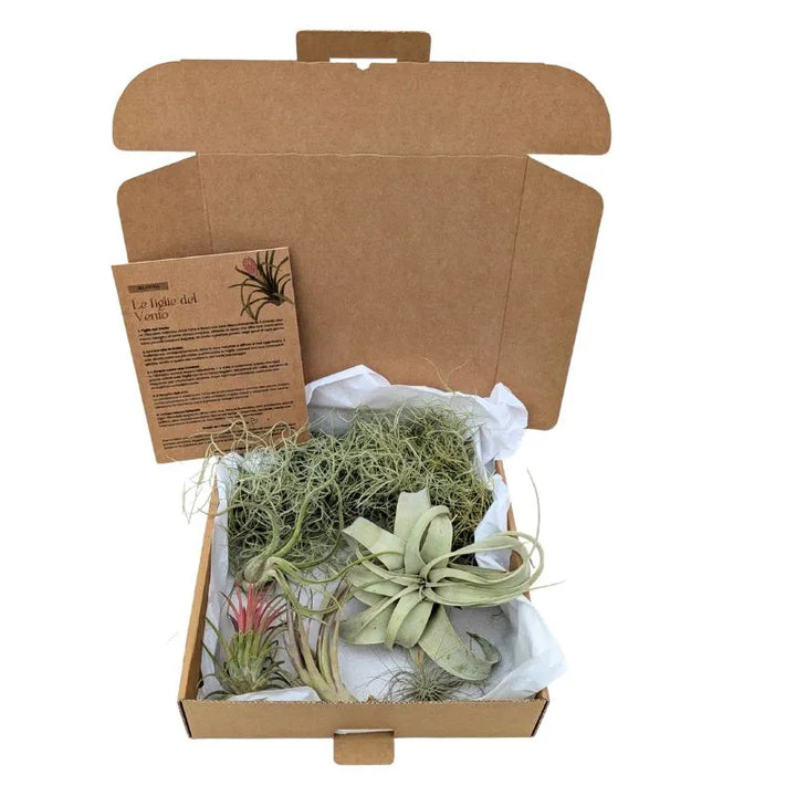 Set Tillandsie Premium – L