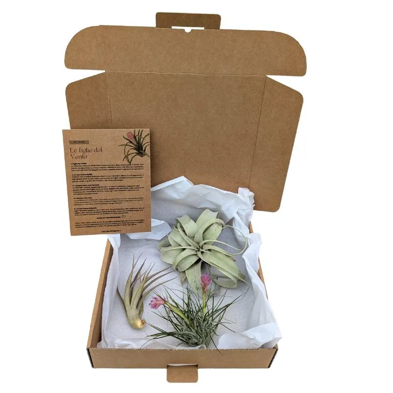 Set Tillandsie Premium – S