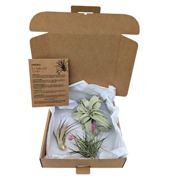 Set Tillandsie Premium – S