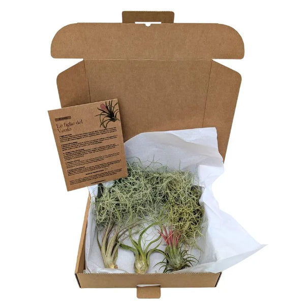 Set Tillandsie Premium – M